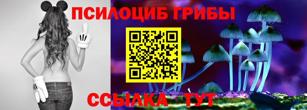 Псилоцибиновые грибы Cubensis Георгиевск